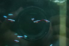 画像3: 【淡水魚】【通販】激レア カージナルテトラ スリナム パラ河 ワイルド【10匹 サンプル画像】(珍カラ)(生体)(熱帯魚)NKCK (3)