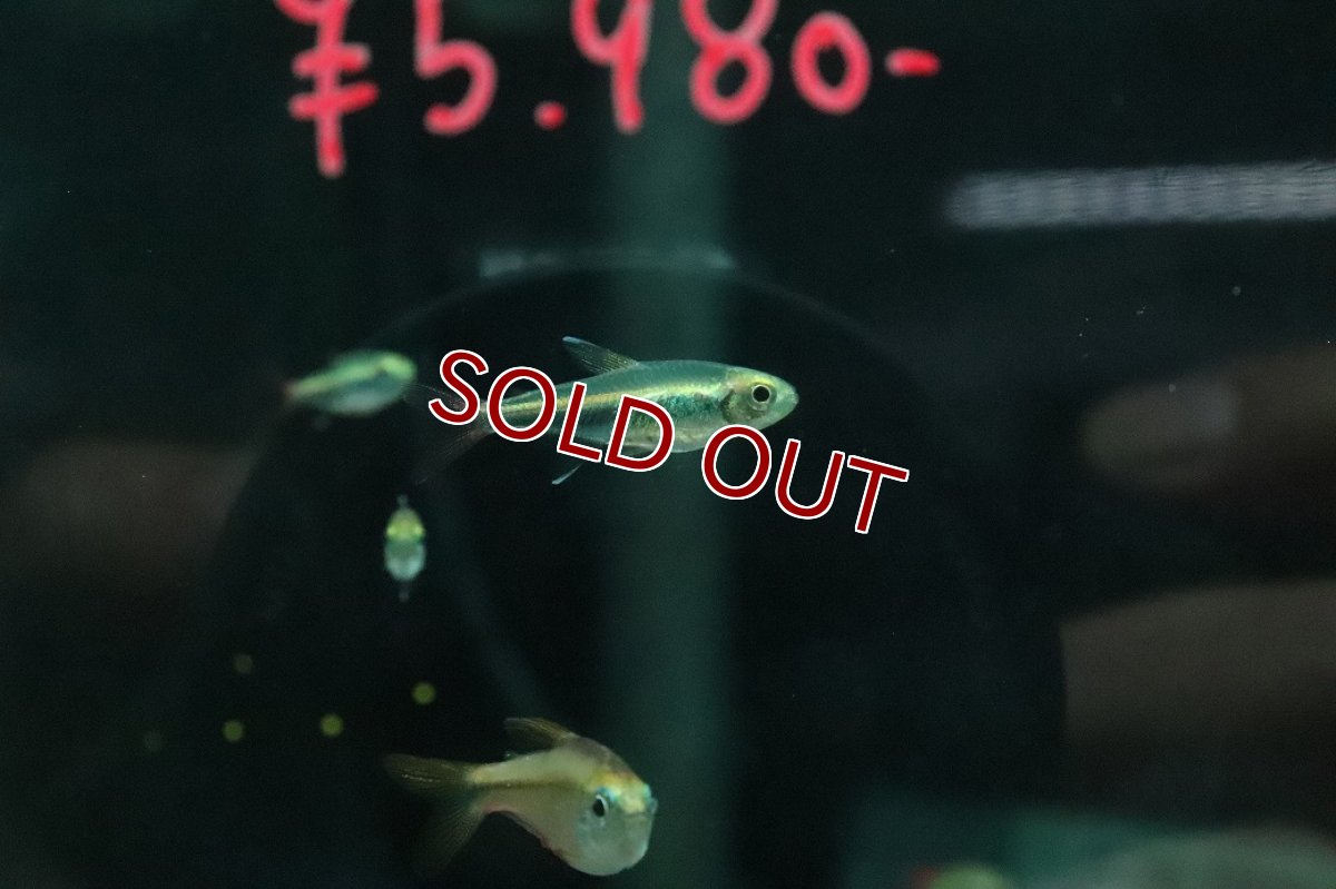 画像1: 【ウィンターセール 10％OFF対象商品】【淡水魚】【通販】ロレットテトラ ワイルド【１匹 サンプル画像】(珍カラ)(生体)(熱帯魚)NKＣＫ (1)