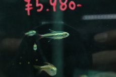 画像1: 【淡水魚】【通販】ロレットテトラ ワイルド【１匹 サンプル画像】(珍カラ)(生体)(熱帯魚)NKＣＫ (1)