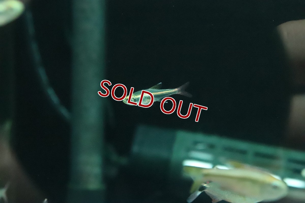 画像2: 【ウィンターセール 10％OFF対象商品】【淡水魚】【通販】ロレットテトラ ワイルド【１匹 サンプル画像】(珍カラ)(生体)(熱帯魚)NKＣＫ (2)