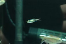 画像2: 【淡水魚】【通販】ロレットテトラ ワイルド【１匹 サンプル画像】(珍カラ)(生体)(熱帯魚)NKＣＫ (2)