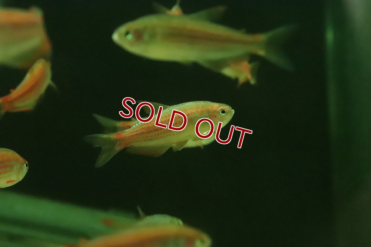 画像1: 【ウィンターセール 10％OFF対象商品】【淡水魚】【通販】激安 インパイクティス パラウアピランガ【１匹 サンプル画像】(珍カラ)(生体)(熱帯魚)NKCK (1)