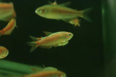 画像1: 【淡水魚】【通販】激安 インパイクティス パラウアピランガ【１匹 サンプル画像】(エンゼル)(生体)(熱帯魚)NK (1)