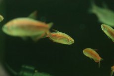 画像2: 【淡水魚】【通販】激安 インパイクティス パラウアピランガ【１匹 サンプル画像】(エンゼル)(生体)(熱帯魚)NK (2)
