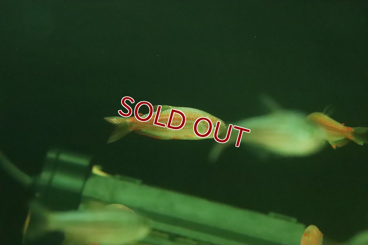 画像3: 【ウィンターセール 10％OFF対象商品】【淡水魚】【通販】激安 インパイクティス パラウアピランガ【１匹 サンプル画像】(珍カラ)(生体)(熱帯魚)NKCK (3)