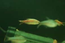 画像3: 【淡水魚】【通販】激安 インパイクティス パラウアピランガ【１匹 サンプル画像】(エンゼル)(生体)(熱帯魚)NK (3)