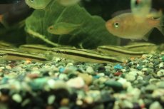 画像1: 【淡水魚】【通販】髭コケ取り最強 アパレイオドン マクリシー トカンチンス産 ワイルド【1匹 サンプル画像】(珍カラ)(生体)(熱帯魚)NKCK (1)