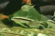 画像2: 【淡水魚】【通販】髭コケ取り最強 アパレイオドン マクリシー トカンチンス産 ワイルド【1匹 サンプル画像】(珍カラ)(生体)(熱帯魚)NKCK (2)