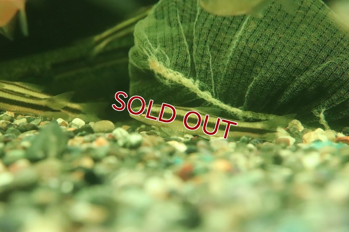 画像3: 【ウィンターセール 10％OFF対象商品】【淡水魚】【通販】髭コケ取り最強 アパレイオドン マクリシー トカンチンス産 ワイルド【1匹 サンプル画像】(珍カラ)(生体)(熱帯魚)NKCK (3)