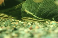 画像3: 【淡水魚】【通販】髭コケ取り最強 アパレイオドン マクリシー トカンチンス産 ワイルド【1匹 サンプル画像】(珍カラ)(生体)(熱帯魚)NKCK (3)