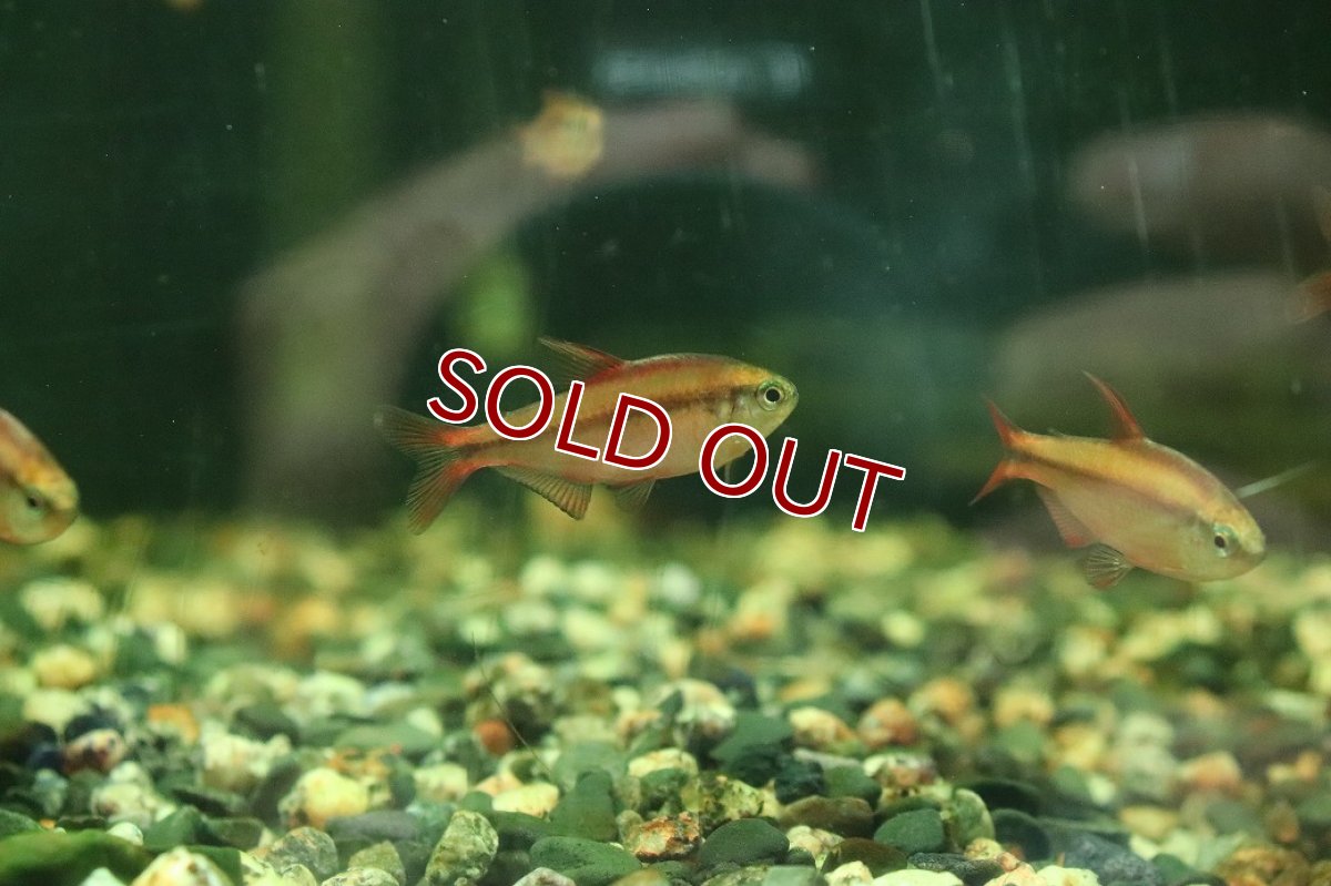 画像1: 【淡水魚】【通販】激安 スーパーレッドデビルテトラ【1匹 サンプル画像】(珍カラ)(生体)(熱帯魚)NKCK (1)