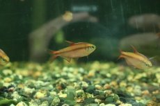 画像1: 【淡水魚】【通販】激安 スーパーレッドデビルテトラ【1匹 サンプル画像】(珍カラ)(生体)(熱帯魚)NKCK (1)