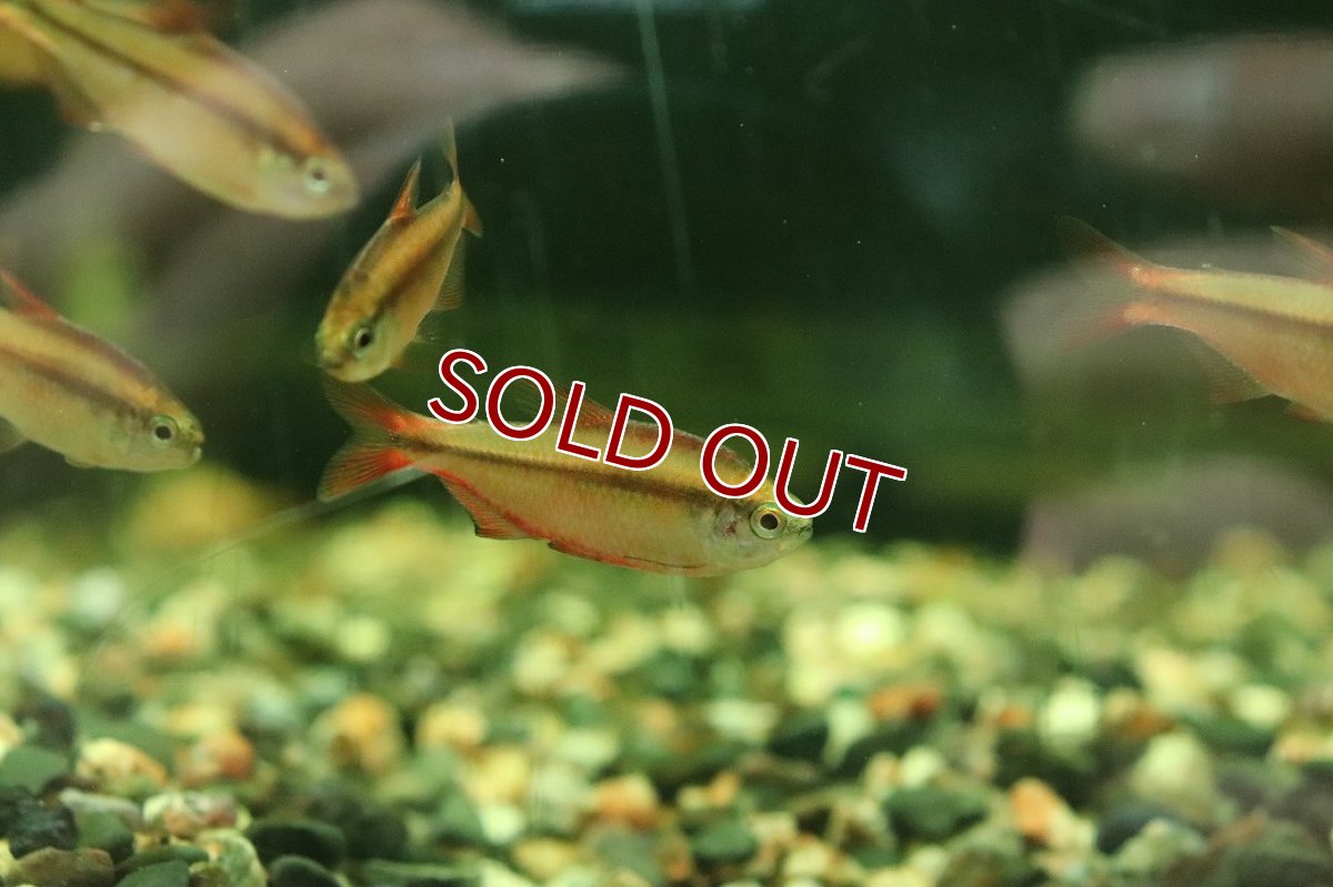 画像2: 【淡水魚】【通販】激安 スーパーレッドデビルテトラ【1匹 サンプル画像】(珍カラ)(生体)(熱帯魚)NKCK (2)