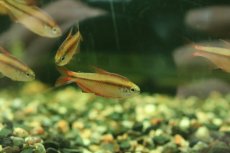 画像2: 【淡水魚】【通販】激安 スーパーレッドデビルテトラ【1匹 サンプル画像】(珍カラ)(生体)(熱帯魚)NKCK (2)
