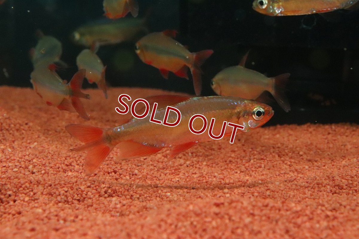 画像1: 【淡水魚】【通販】発色抜群 極上個体 スーパーレッドレッドチェリーコンゴテトラ ワイルド【1匹 サンプル画像】(珍カラ)(生体)(熱帯魚)NKO (1)