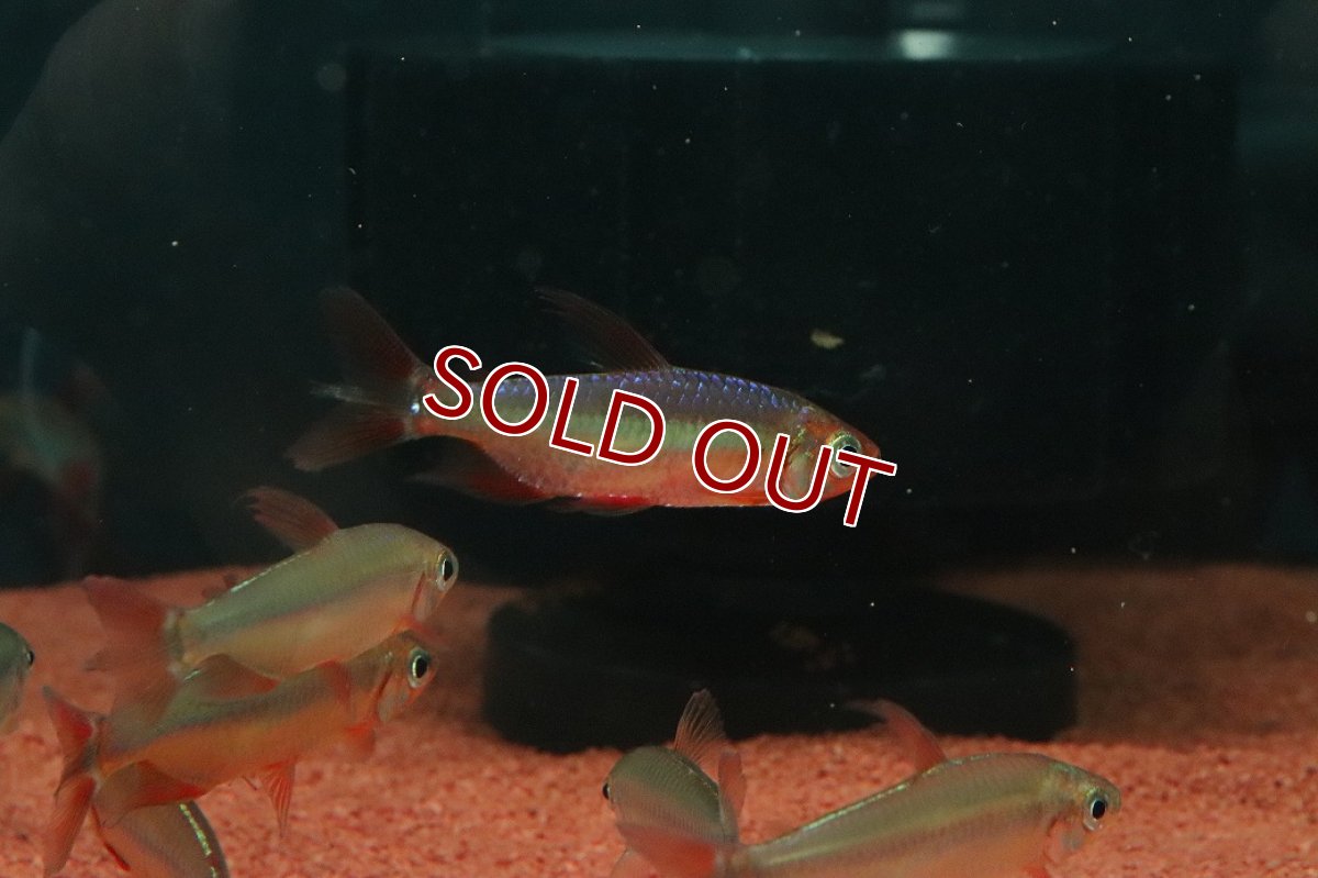 画像2: 【淡水魚】【通販】発色抜群 極上個体 スーパーレッドレッドチェリーコンゴテトラ ワイルド【1匹 サンプル画像】(珍カラ)(生体)(熱帯魚)NKO (2)