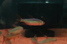 画像2: 【淡水魚】【通販】発色抜群 極上個体 スーパーレッドレッドチェリーコンゴテトラ ワイルド【1匹 サンプル画像】(珍カラ)(生体)(熱帯魚)NKO (2)