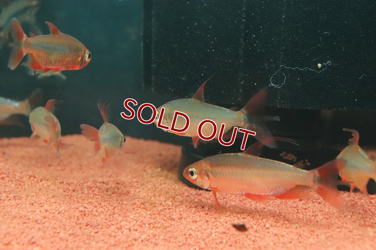 画像3: 【淡水魚】【通販】発色抜群 極上個体 スーパーレッドレッドチェリーコンゴテトラ ワイルド【1匹 サンプル画像】(珍カラ)(生体)(熱帯魚)NKO (3)