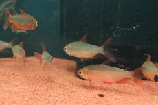 画像3: 【淡水魚】【通販】発色抜群 極上個体 スーパーレッドレッドチェリーコンゴテトラ ワイルド【1匹 サンプル画像】(珍カラ)(生体)(熱帯魚)NKO (3)