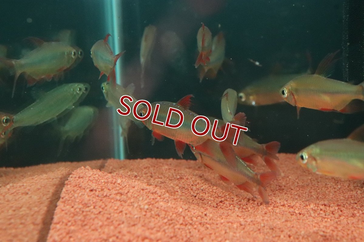 画像4: 【淡水魚】【通販】発色抜群 極上個体 スーパーレッドレッドチェリーコンゴテトラ ワイルド【1匹 サンプル画像】(珍カラ)(生体)(熱帯魚)NKO (4)