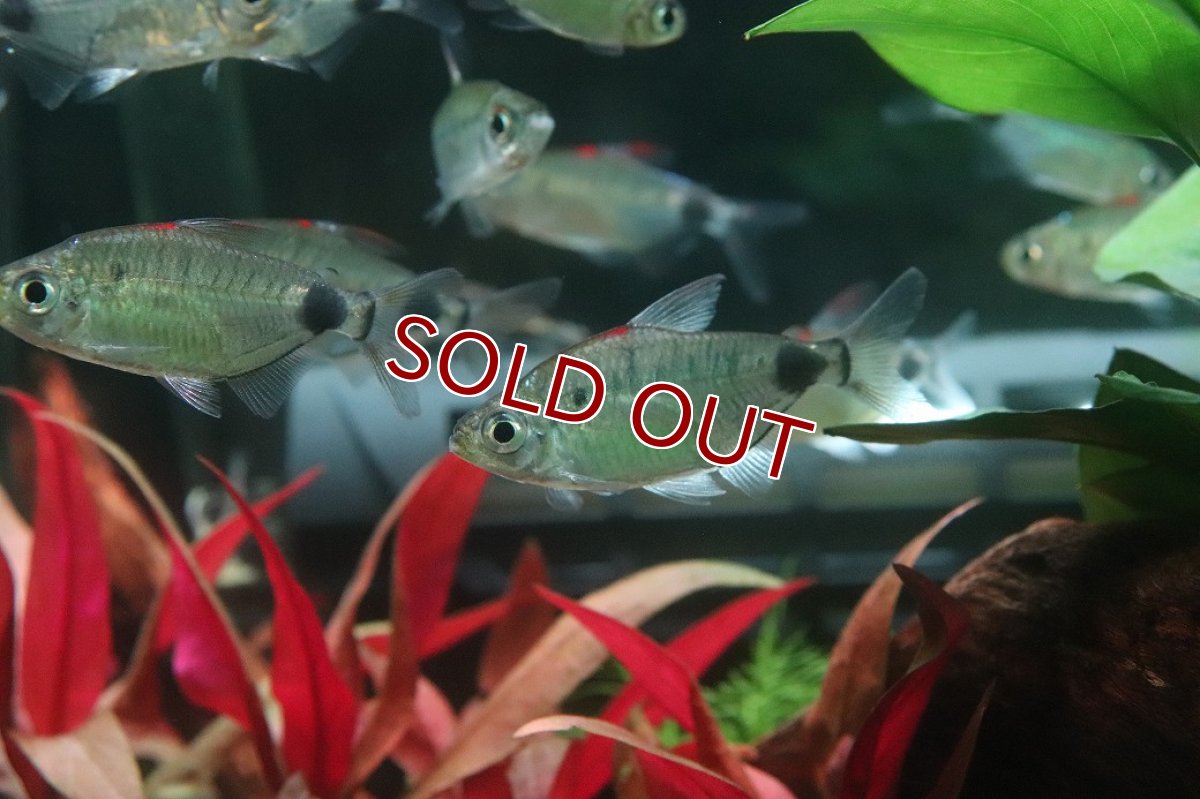 画像1: 【淡水魚】【通販】アフリカムーンテトラ ワイルド【1匹 サンプル画像】(珍カラ)(生体)(熱帯魚)NKO (1)