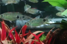 画像1: 【淡水魚】【通販】アフリカムーンテトラ ワイルド【1匹 サンプル画像】(珍カラ)(生体)(熱帯魚)NKO (1)