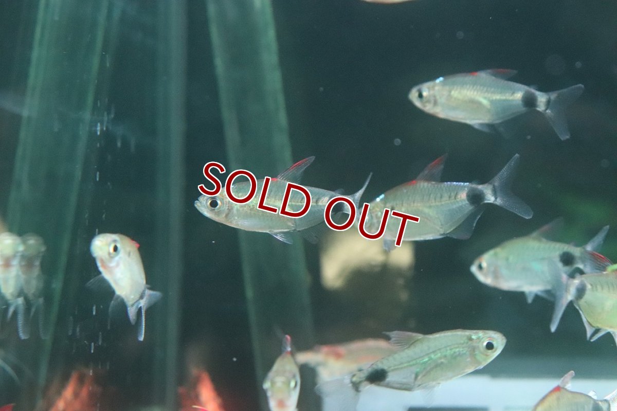 画像2: 【淡水魚】【通販】アフリカムーンテトラ ワイルド【1匹 サンプル画像】(珍カラ)(生体)(熱帯魚)NKO (2)