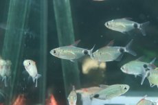 画像2: 【淡水魚】【通販】アフリカムーンテトラ ワイルド【1匹 サンプル画像】(珍カラ)(生体)(熱帯魚)NKO (2)