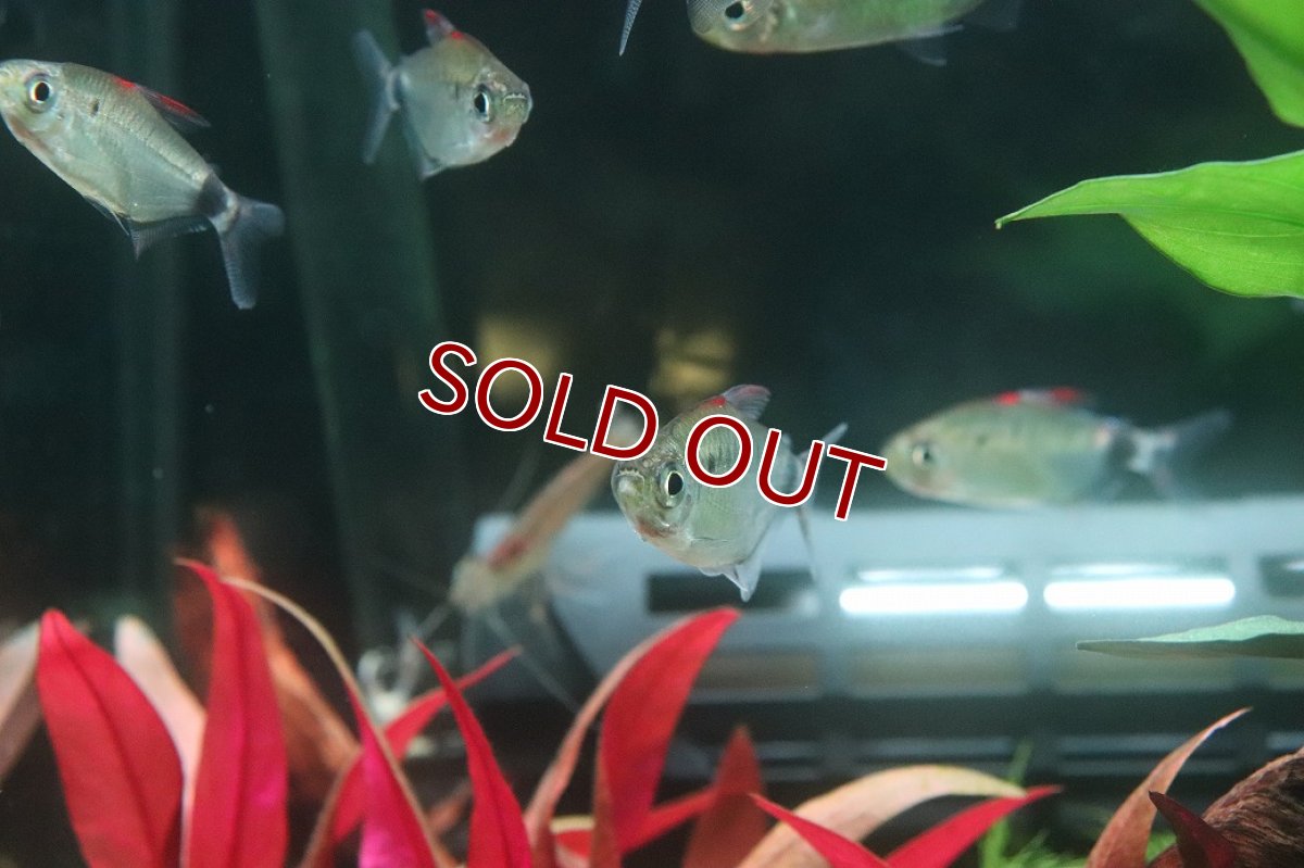 画像3: 【淡水魚】【通販】アフリカムーンテトラ ワイルド【1匹 サンプル画像】(珍カラ)(生体)(熱帯魚)NKO (3)