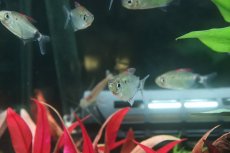 画像3: 【淡水魚】【通販】アフリカムーンテトラ ワイルド【1匹 サンプル画像】(珍カラ)(生体)(熱帯魚)NKO (3)