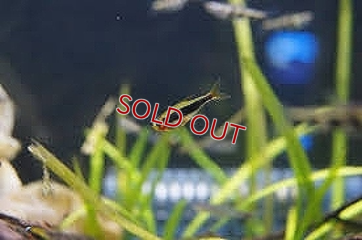 画像1: 【淡水魚】【通販】大特価 トゥッカーノテトラ ワイルド【5匹 サンプル画像】(珍カラ)(生体)(熱帯魚)NKCK (1)