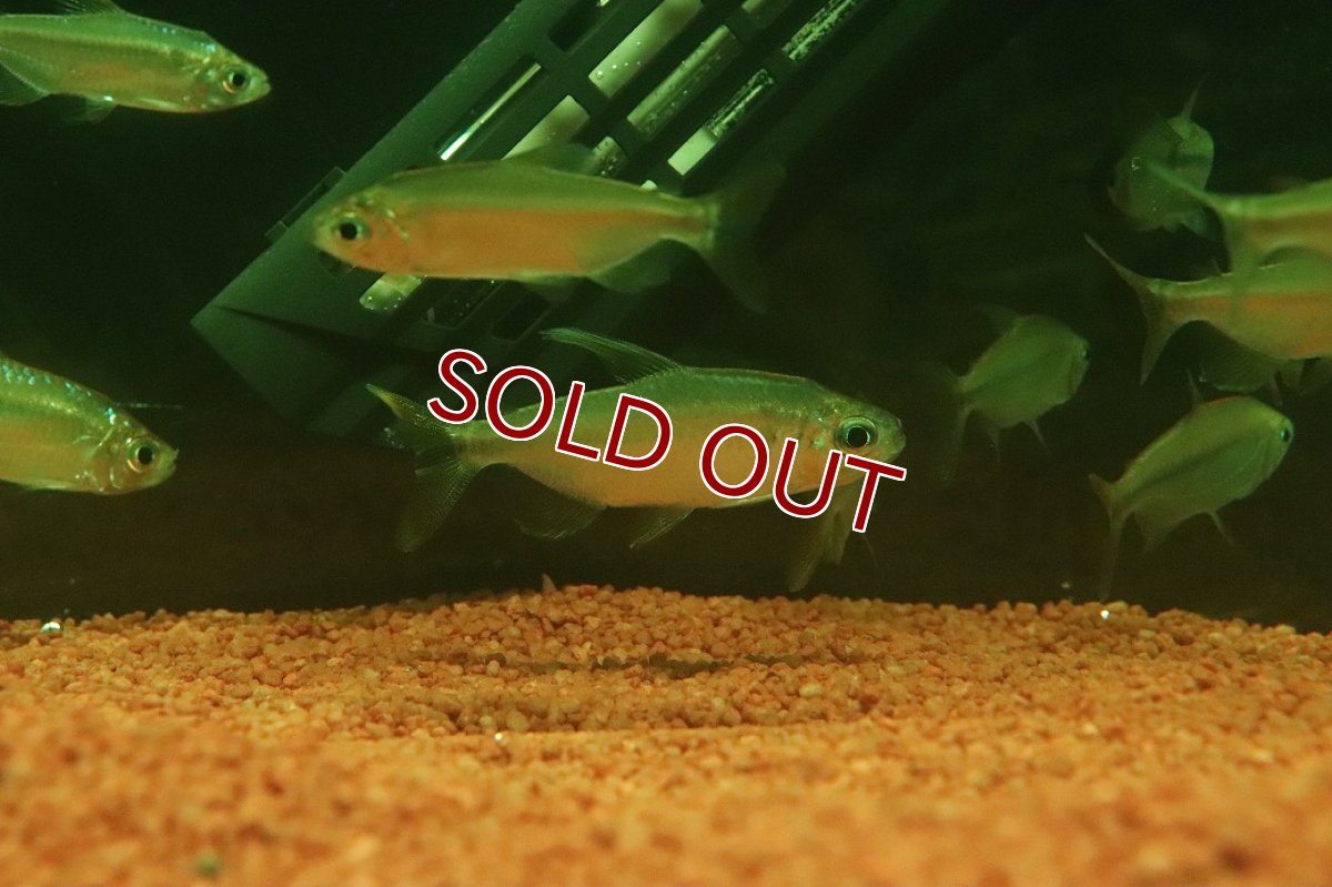 画像1: 【淡水魚】【通販】選別上物個体 レッドテールサファイアコンゴテトラ コンゴ産 ワイルド【1匹 サンプル画像】(珍カラ)(生体)(熱帯魚)NKCK (1)