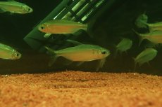 画像1: 【ウィンターセール 10％OFF対象商品】【淡水魚】【通販】選別上物個体 レッドテールサファイアコンゴテトラ コンゴ産 ワイルド【1匹 サンプル画像】(珍カラ)(生体)(熱帯魚)NKCK (1)