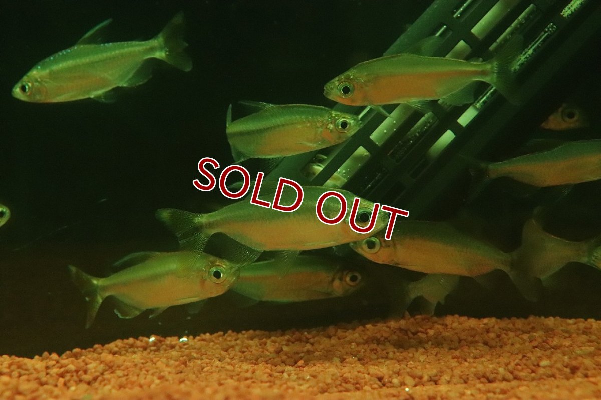 画像2: 【淡水魚】【通販】選別上物個体 レッドテールサファイアコンゴテトラ コンゴ産 ワイルド【1匹 サンプル画像】(珍カラ)(生体)(熱帯魚)NKCK (2)