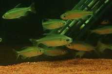 画像2: 【ウィンターセール 10％OFF対象商品】【淡水魚】【通販】選別上物個体 レッドテールサファイアコンゴテトラ コンゴ産 ワイルド【1匹 サンプル画像】(珍カラ)(生体)(熱帯魚)NKCK (2)