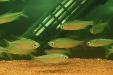 画像3: 【ウィンターセール 10％OFF対象商品】【淡水魚】【通販】選別上物個体 レッドテールサファイアコンゴテトラ コンゴ産 ワイルド【1匹 サンプル画像】(珍カラ)(生体)(熱帯魚)NKCK (3)