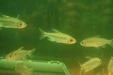 画像1: 【ウィンターセール 10％OFF対象商品】【淡水魚】【通販】選別上物個体 レインボーコンゴテトラ コンゴ産 ワイルド【1匹 サンプル画像】(珍カラ)(生体)(熱帯魚)NKCK (1)