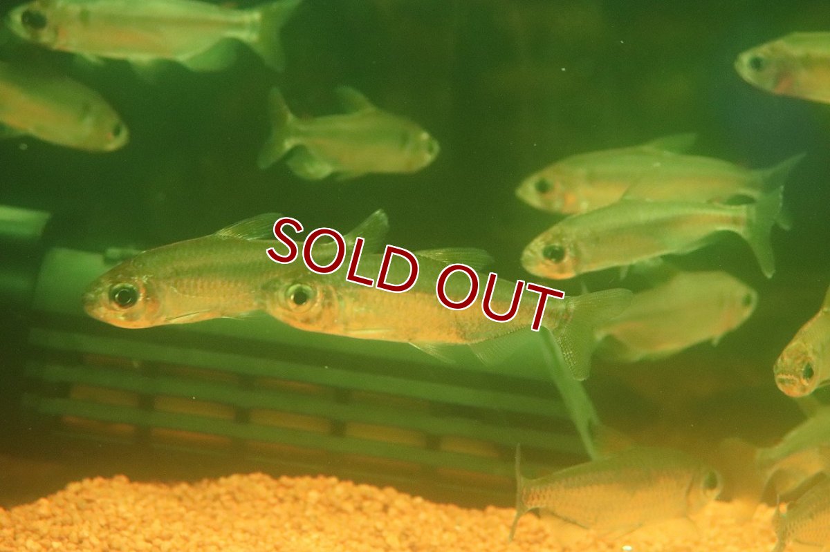 画像2: 【30%OFF対象商品30周年セール 淡水魚】【淡水魚】【通販】選別上物個体 レインボーコンゴテトラ コンゴ産 ワイルド【1匹 サンプル画像】(珍カラ)(生体)(熱帯魚)NKCK (2)