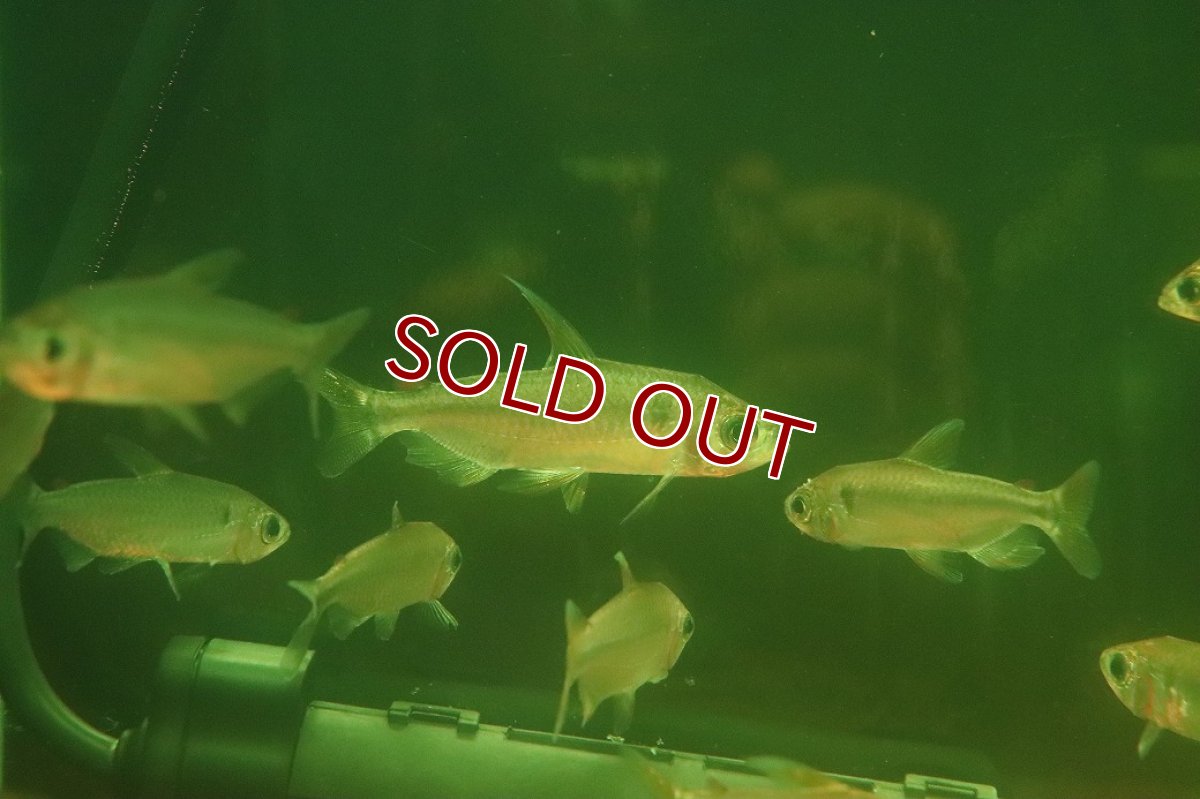 画像3: 【30%OFF対象商品30周年セール 淡水魚】【淡水魚】【通販】選別上物個体 レインボーコンゴテトラ コンゴ産 ワイルド【1匹 サンプル画像】(珍カラ)(生体)(熱帯魚)NKCK (3)