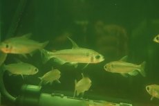 画像3: 【ウィンターセール 10％OFF対象商品】【淡水魚】【通販】選別上物個体 レインボーコンゴテトラ コンゴ産 ワイルド【1匹 サンプル画像】(珍カラ)(生体)(熱帯魚)NKCK (3)