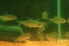 画像4: 【ウィンターセール 10％OFF対象商品】【淡水魚】【通販】選別上物個体 レインボーコンゴテトラ コンゴ産 ワイルド【1匹 サンプル画像】(珍カラ)(生体)(熱帯魚)NKCK (4)