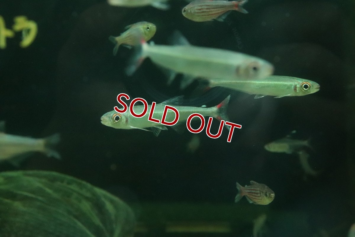 画像1: 【淡水魚】【通販】レア種 オーロライグアノディクタス タパジョス産 ワイルド【1匹 サンプル画像】(珍カラ)(生体)(熱帯魚)NKCK (1)