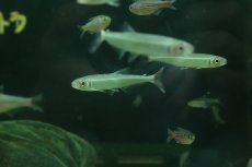 画像1: 【淡水魚】【通販】レア種 オーロライグアノディクタス タパジョス産 ワイルド【1匹 サンプル画像】(珍カラ)(生体)(熱帯魚)NKCK (1)