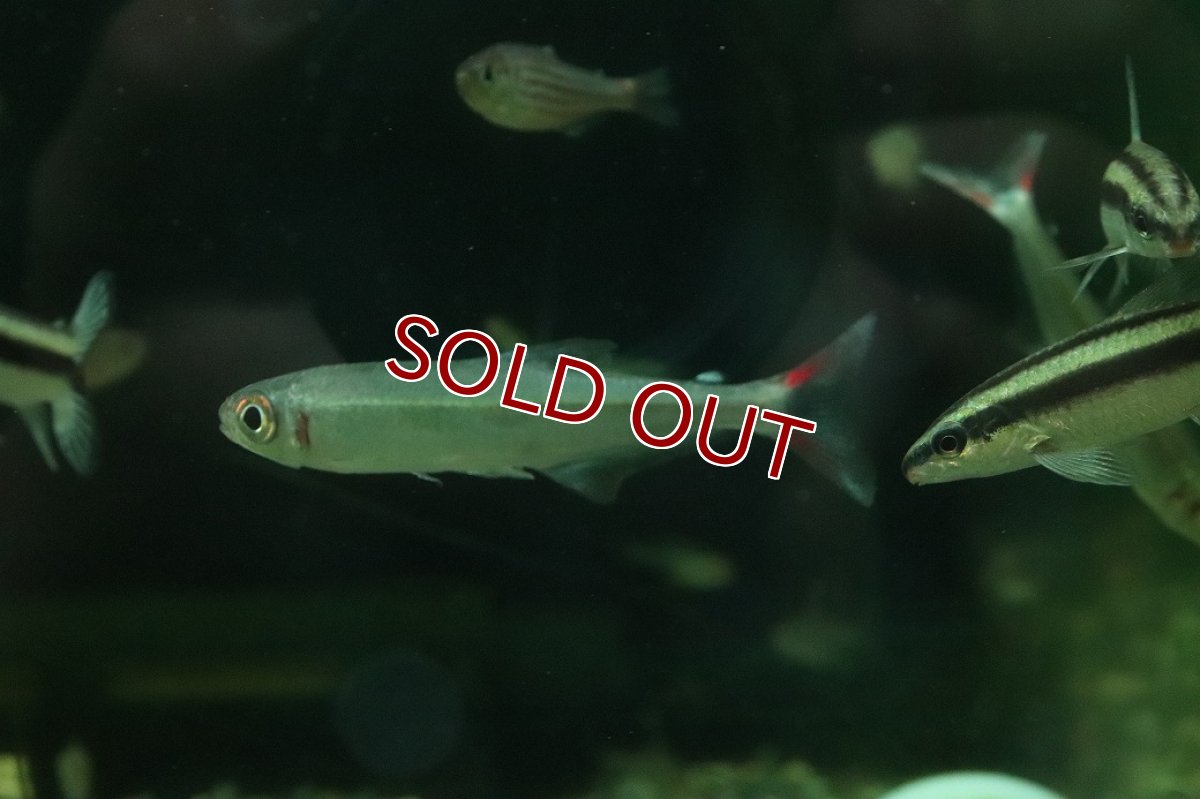 画像2: 【淡水魚】【通販】レア種 オーロライグアノディクタス タパジョス産 ワイルド【1匹 サンプル画像】(珍カラ)(生体)(熱帯魚)NKCK (2)