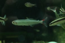 画像2: 【淡水魚】【通販】レア種 オーロライグアノディクタス タパジョス産 ワイルド【1匹 サンプル画像】(珍カラ)(生体)(熱帯魚)NKCK (2)