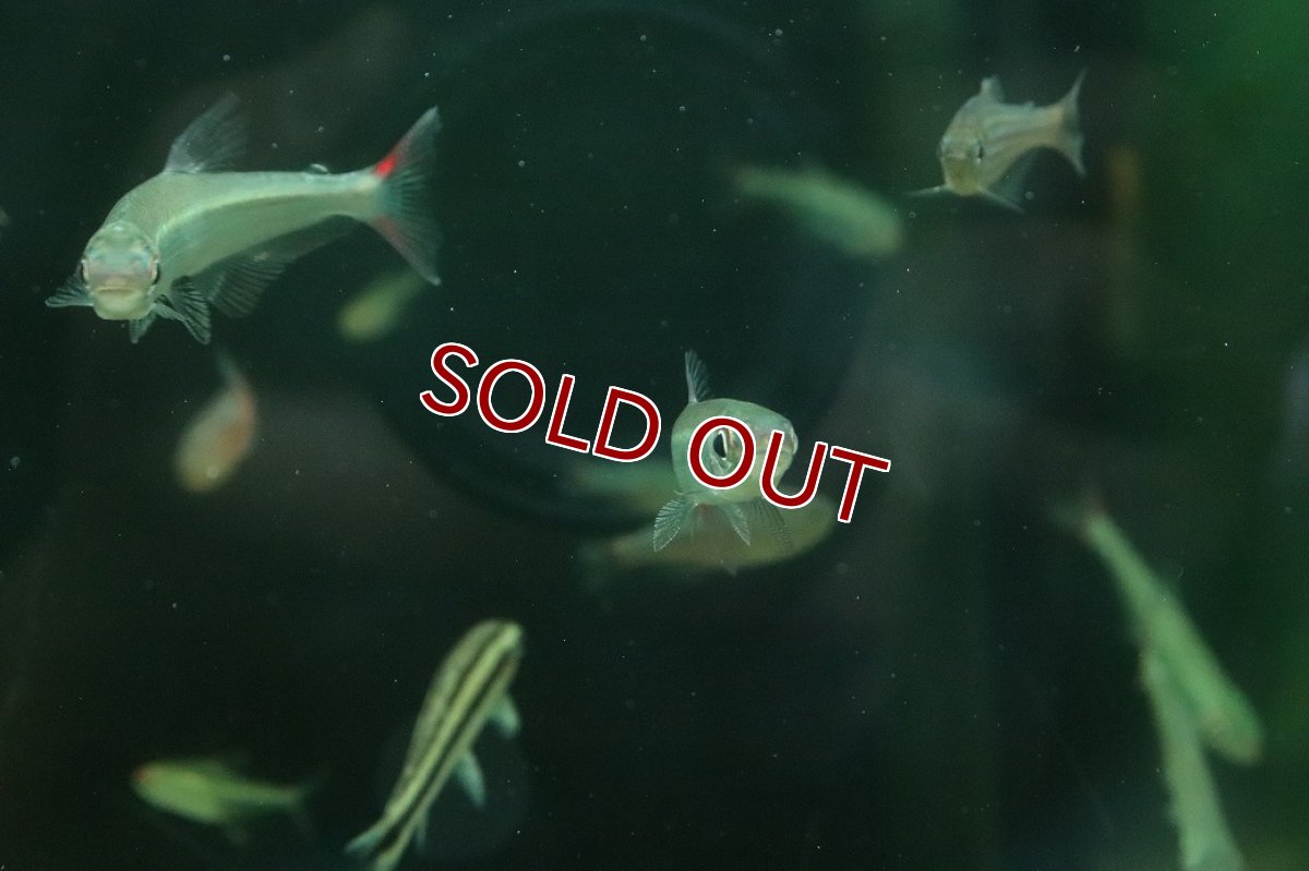 画像3: 【淡水魚】【通販】レア種 オーロライグアノディクタス タパジョス産 ワイルド【1匹 サンプル画像】(珍カラ)(生体)(熱帯魚)NKCK (3)