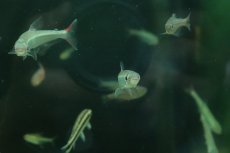 画像3: 【淡水魚】【通販】レア種 オーロライグアノディクタス タパジョス産 ワイルド【1匹 サンプル画像】(珍カラ)(生体)(熱帯魚)NKCK (3)