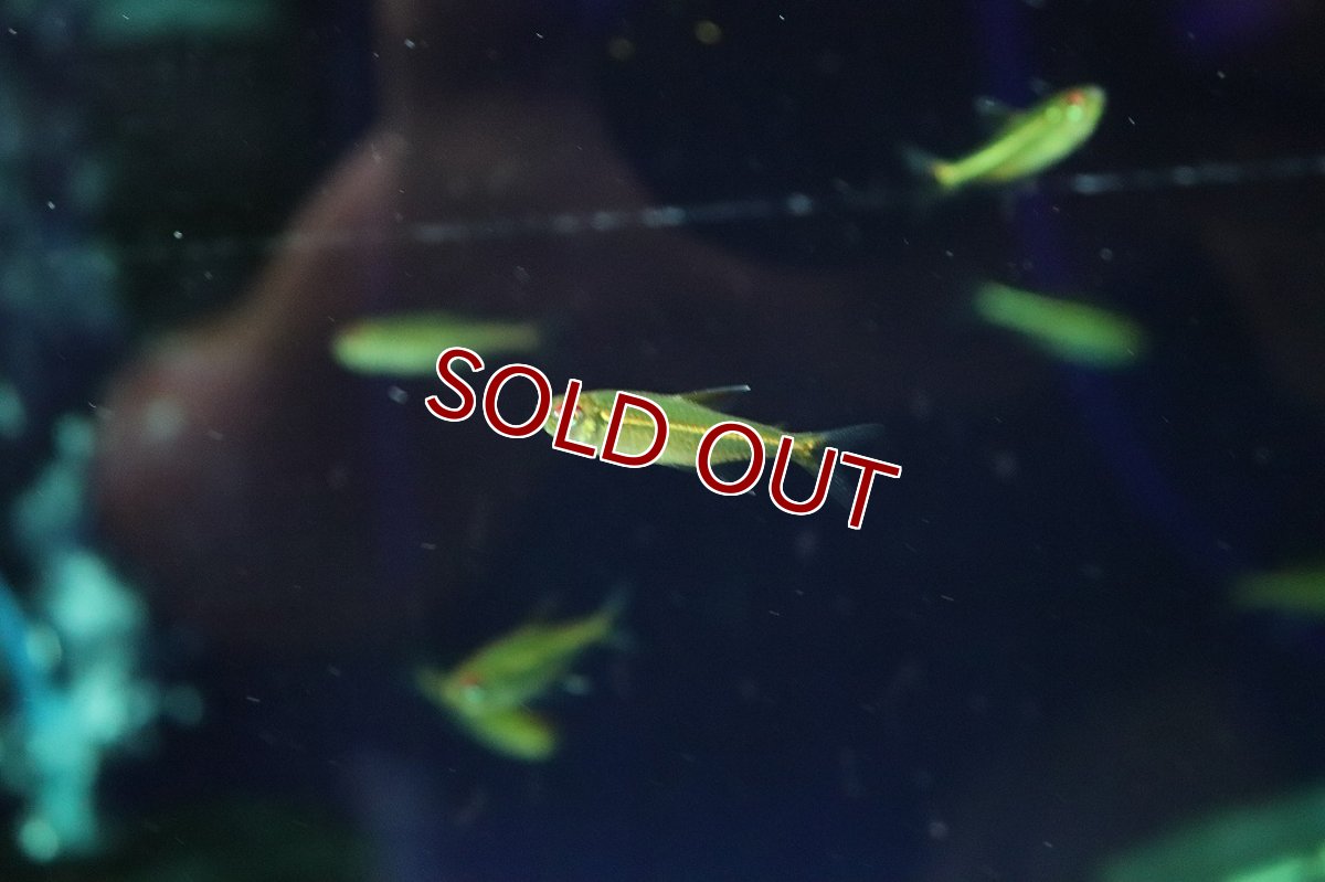 画像1: 【淡水魚】【通販】赤目金線テトラ sp コロンビア ワイルド【1匹 サンプル画像】(珍カラ)(生体)(熱帯魚)NKCK (1)