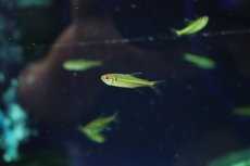 画像1: 【淡水魚】【通販】赤目金線テトラ sp コロンビア ワイルド【1匹 サンプル画像】(珍カラ)(生体)(熱帯魚)NKCK (1)