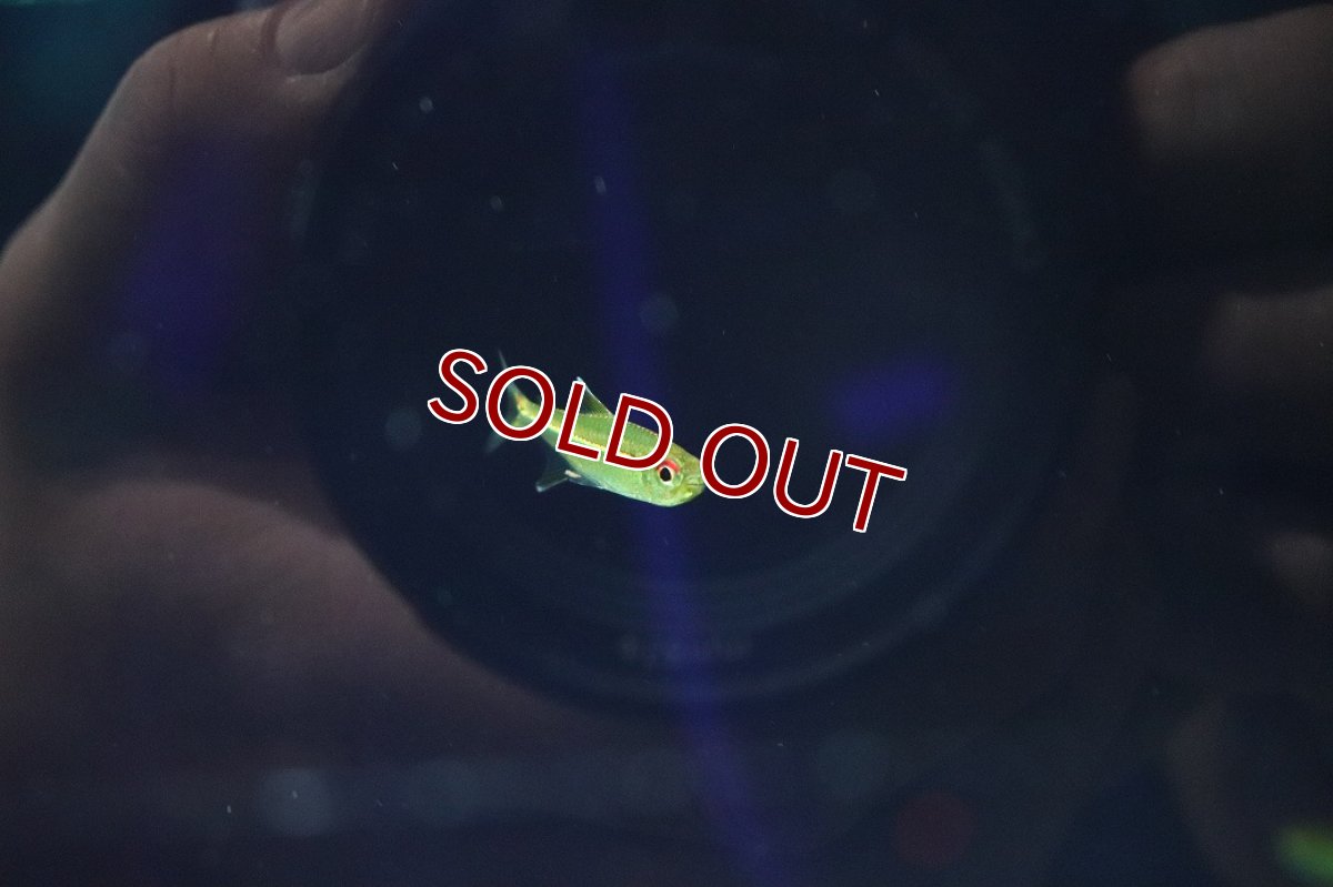 画像2: 【淡水魚】【通販】赤目金線テトラ sp コロンビア ワイルド【1匹 サンプル画像】(珍カラ)(生体)(熱帯魚)NKCK (2)